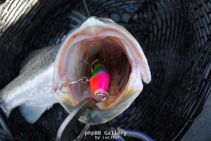 hungry harbour barra