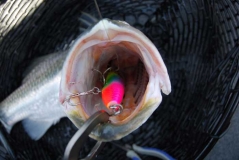 hungry harbour barra