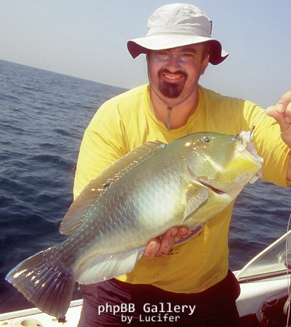 Perons Tusk Fish