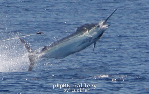 REEL TEASER ROWLEYS TRIP 06' Scotts reef 08'cant wait