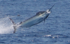 REEL TEASER ROWLEYS TRIP 06' Scotts reef 08'cant wait