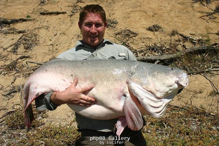 Murry Cod, 130cm, aprox 80+lb