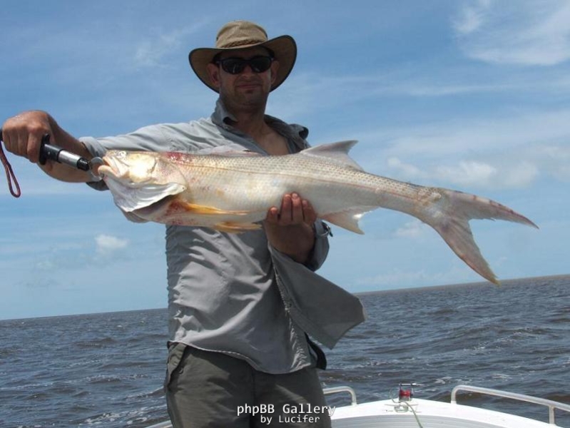 Sampan salmon