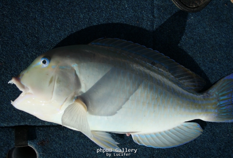 Tusk Fish