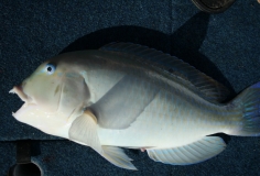 Tusk Fish