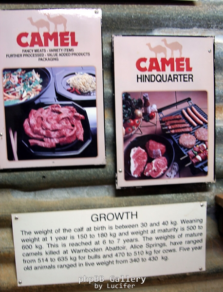 Where naughty camels go