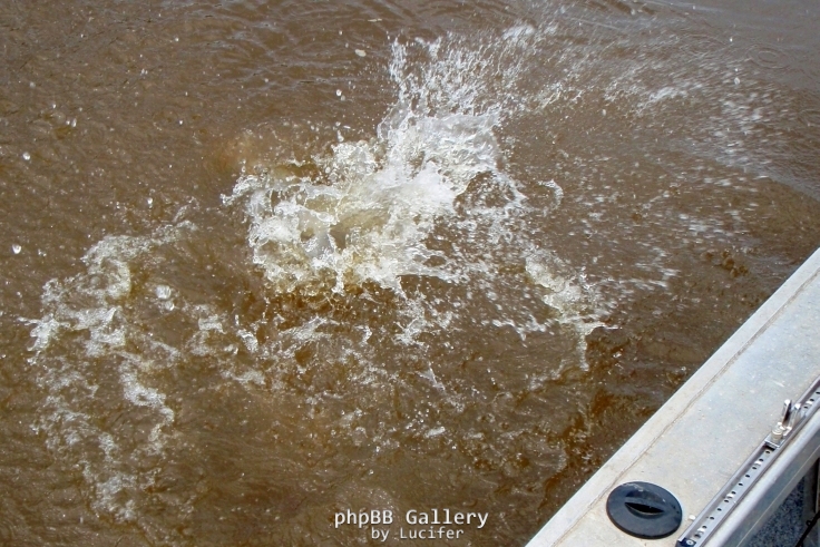 Finniss Runoff (April 2009)