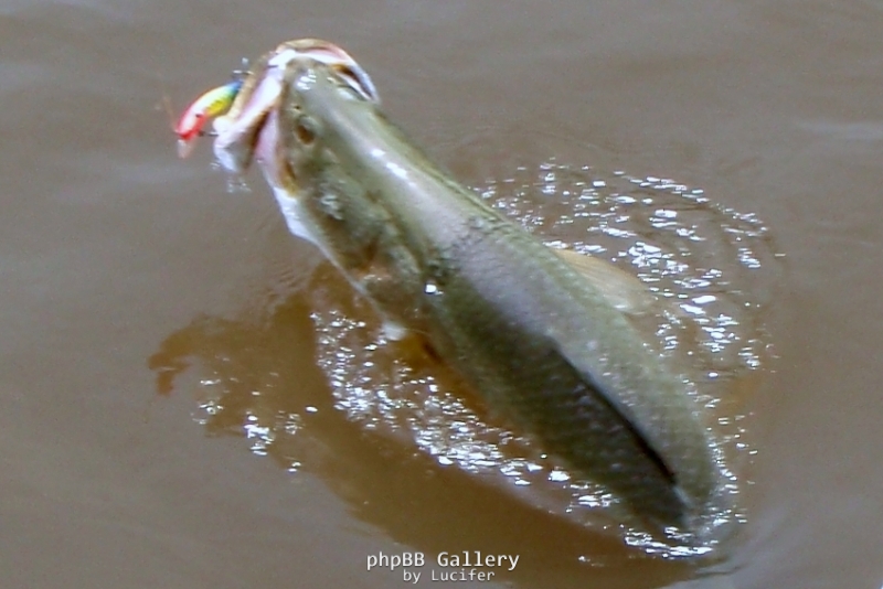 Finniss Runoff (April 2009)