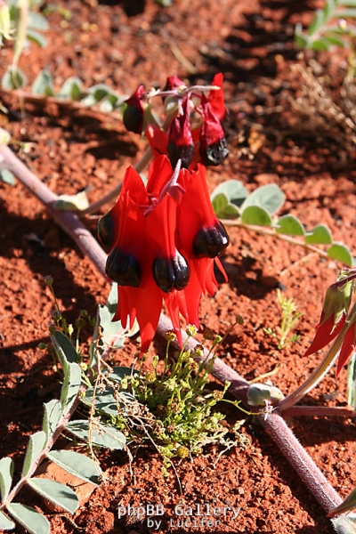 Sturt Peas at Alice Springs