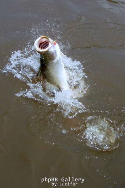 Finniss Runoff (April 2009)