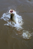 Finniss Runoff (April 2009)