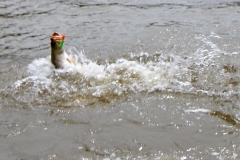Finniss Runoff (April 2009)