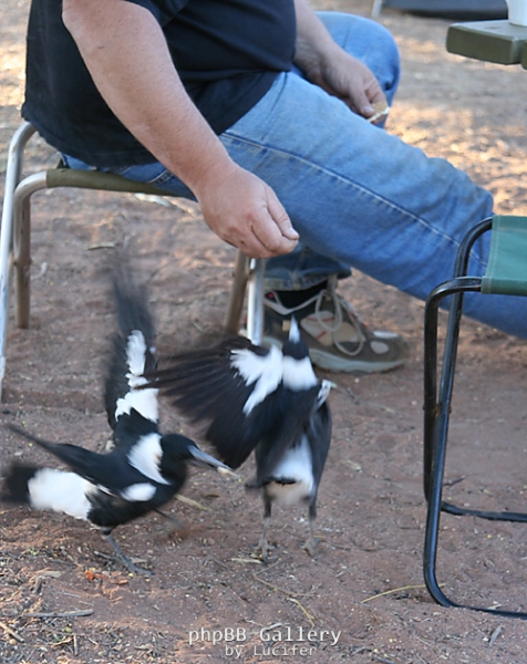 Thieving magpies