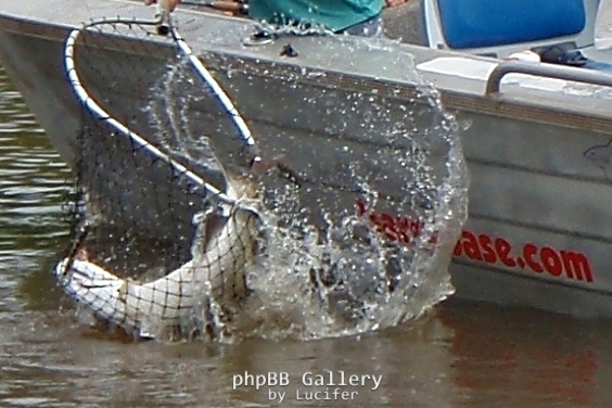 Finniss Runoff (April 2009)