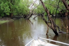 Finniss Runoff (April 2009)