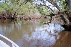 Finniss Runoff (April 2009)