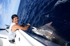 Black Marlin