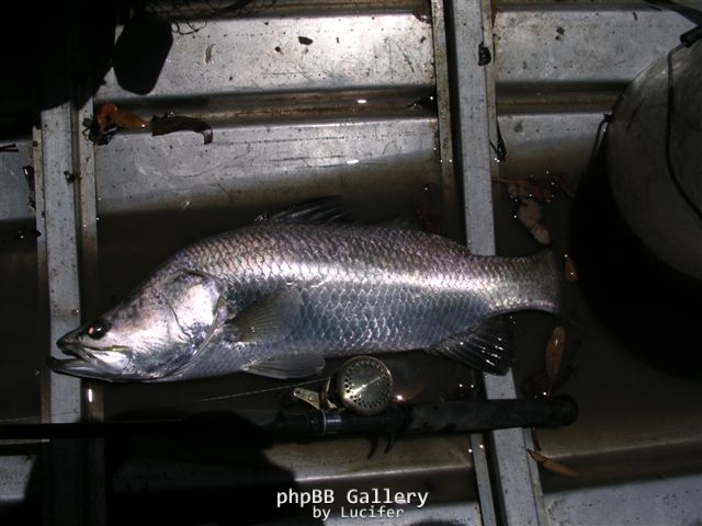 first lure landed barra