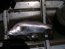 first lure landed barra