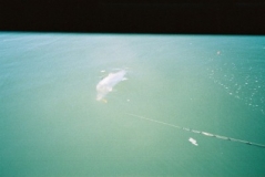 barra in the water