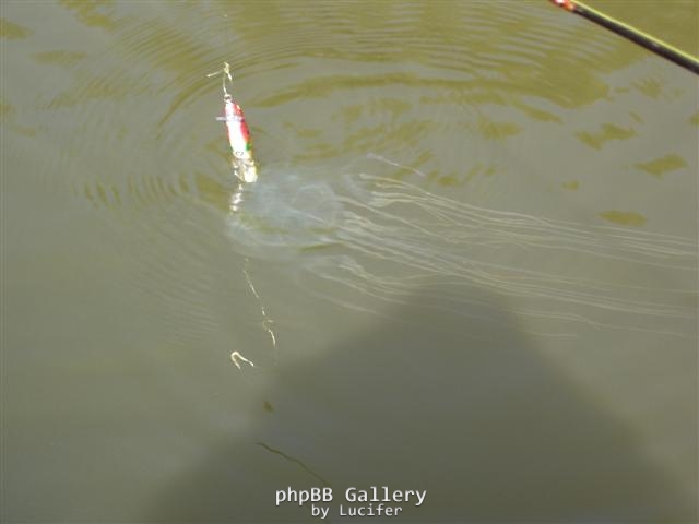 box jelly {dudwell creek}
