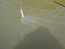 box jelly {dudwell creek}