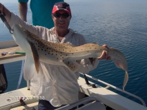 scotty leopard shark 29 nov 06