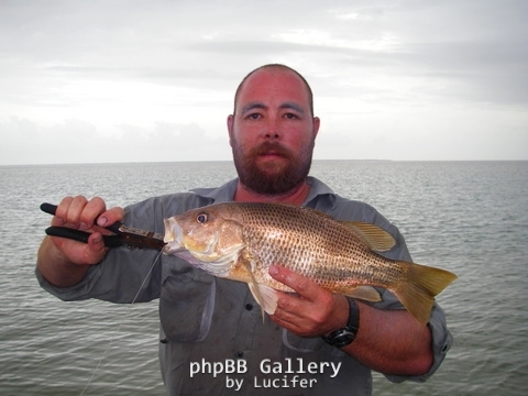south alligator goldie