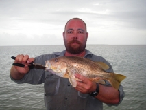 south alligator goldie