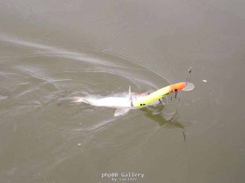 goldie almost as big as lure