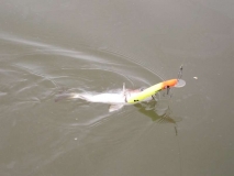 goldie almost as big as lure