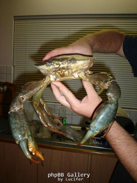 shoal bay crab
