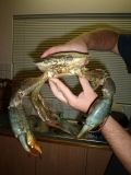 shoal bay crab