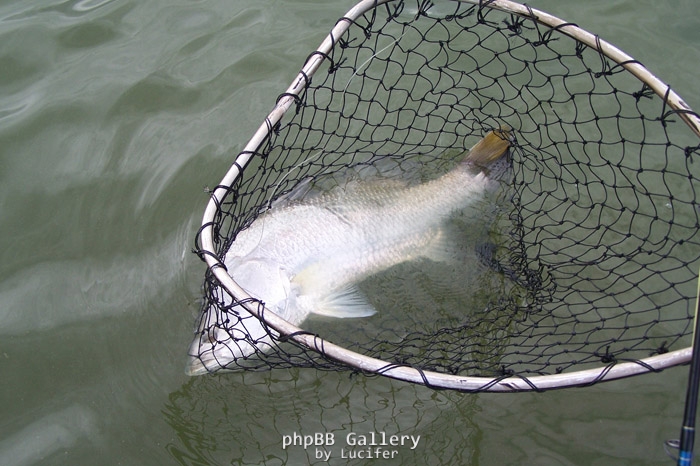 in the net