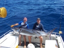 Striped marlin
