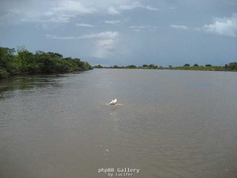 Adelaide River Barra