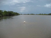 Adelaide River Barra