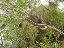 snake