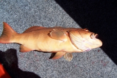 trout on the deck