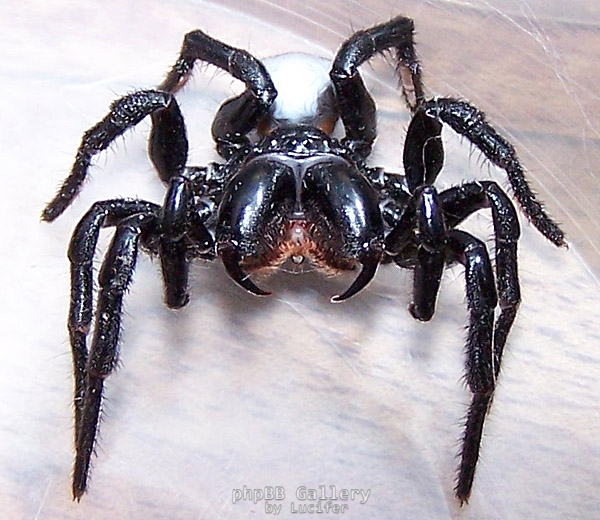 Mouse spider .........