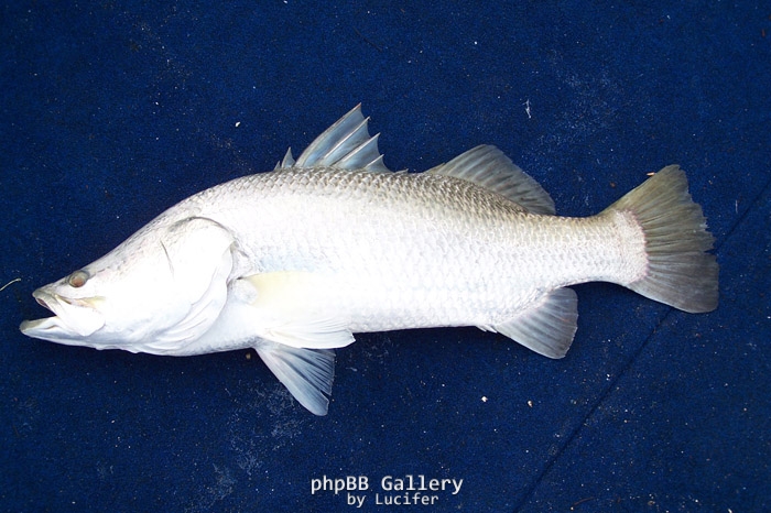 nice barra from shoal bay