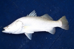 nice barra from shoal bay