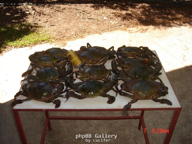 Bynoe Crabs