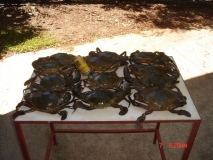 Bynoe Crabs