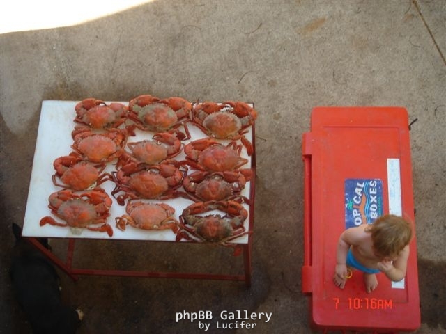 Bynoe Crabs1