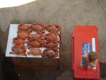 Bynoe Crabs1
