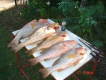 Aspley Goldies