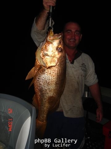 80cm Aspley Goldie