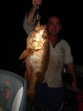 80cm Aspley Goldie