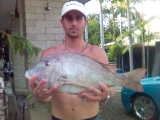 snapper